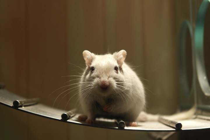 raton laboratorio